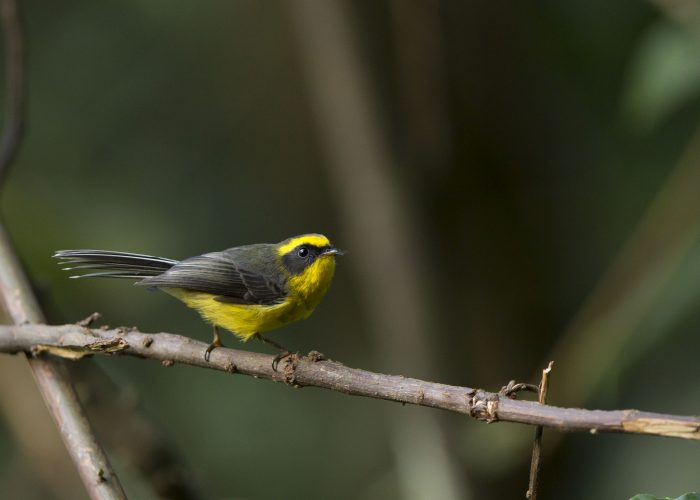 Yellow Bellied Fantail