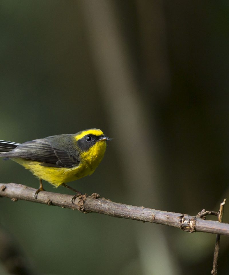 Yellow Bellied Fantail